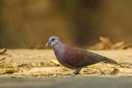 Image of Madagascar Turtle-Dove