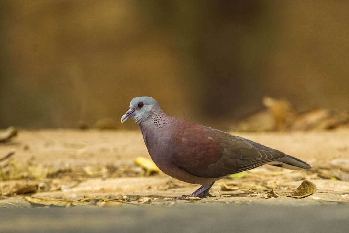 Image of Madagascar Turtle-Dove