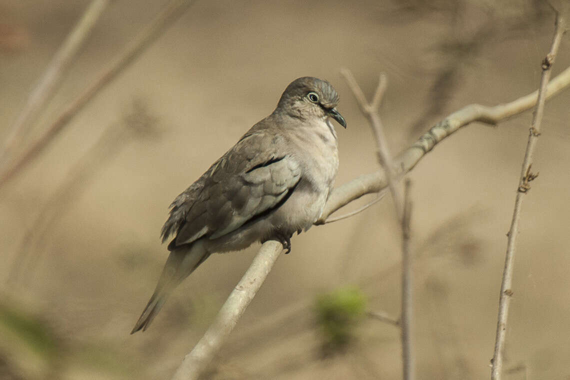 Image of Columbina Spix 1825