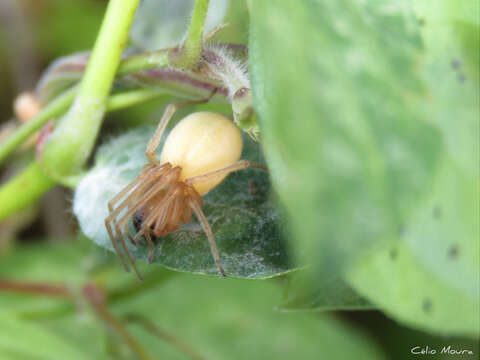 Image of Yellow Sac Spider