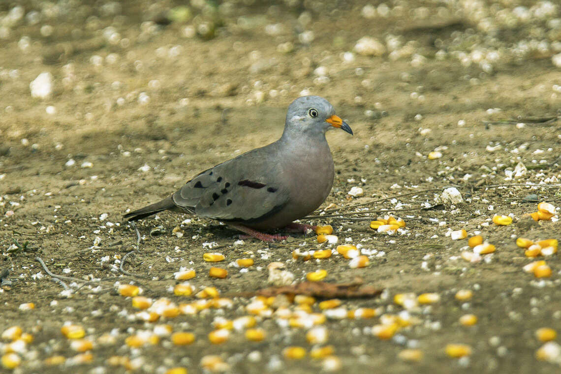 Image of Croaking Ground Dove