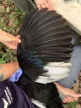 Image of Pale-winged Trumpeter