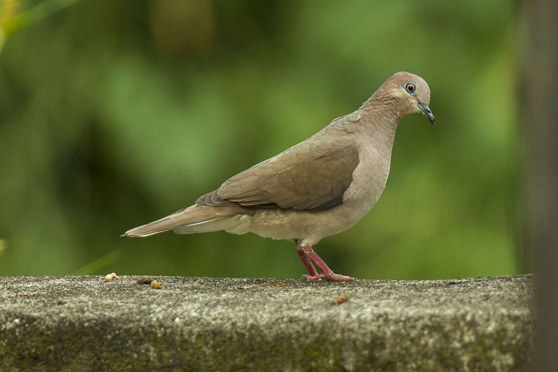 Image of White-tipped Dove