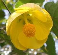 Image of Abutilon × hybridum