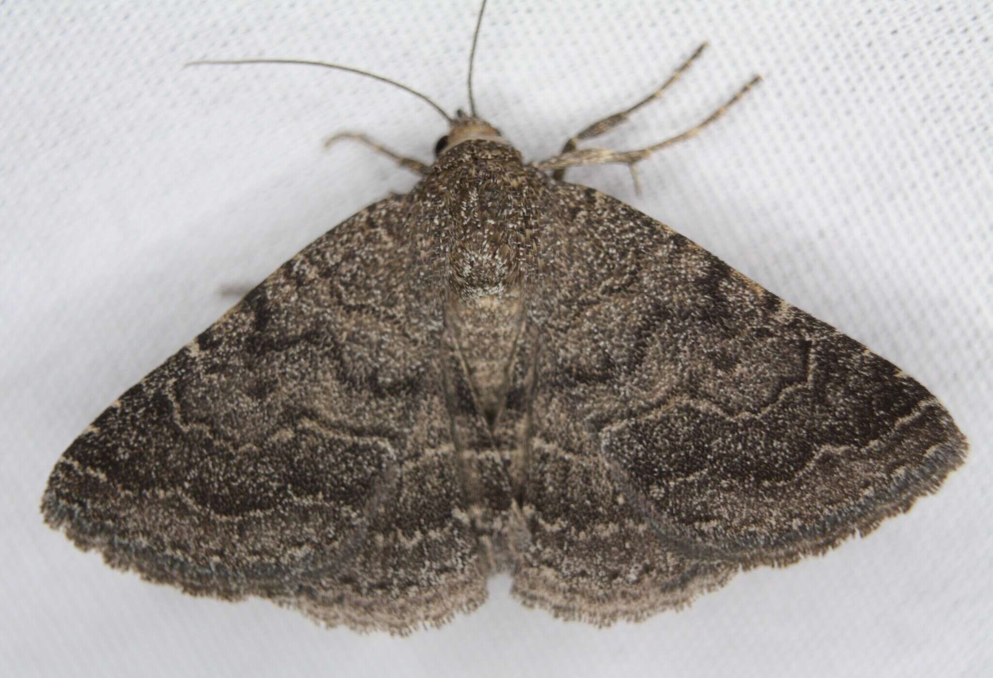 Image of Dusty Lined Matigramma