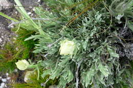 Image of Syncarpha speciosissima subsp. speciosissima