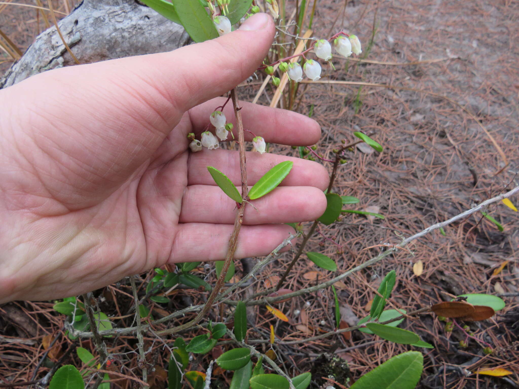 Image of Climbing Fetterbush