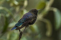 Image of Blue-mantled Thornbill