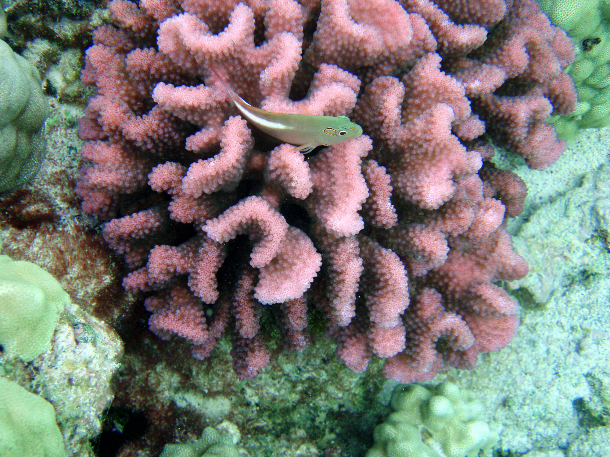 Image of Cauliflower corals