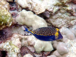 Image of Spotted boxfish