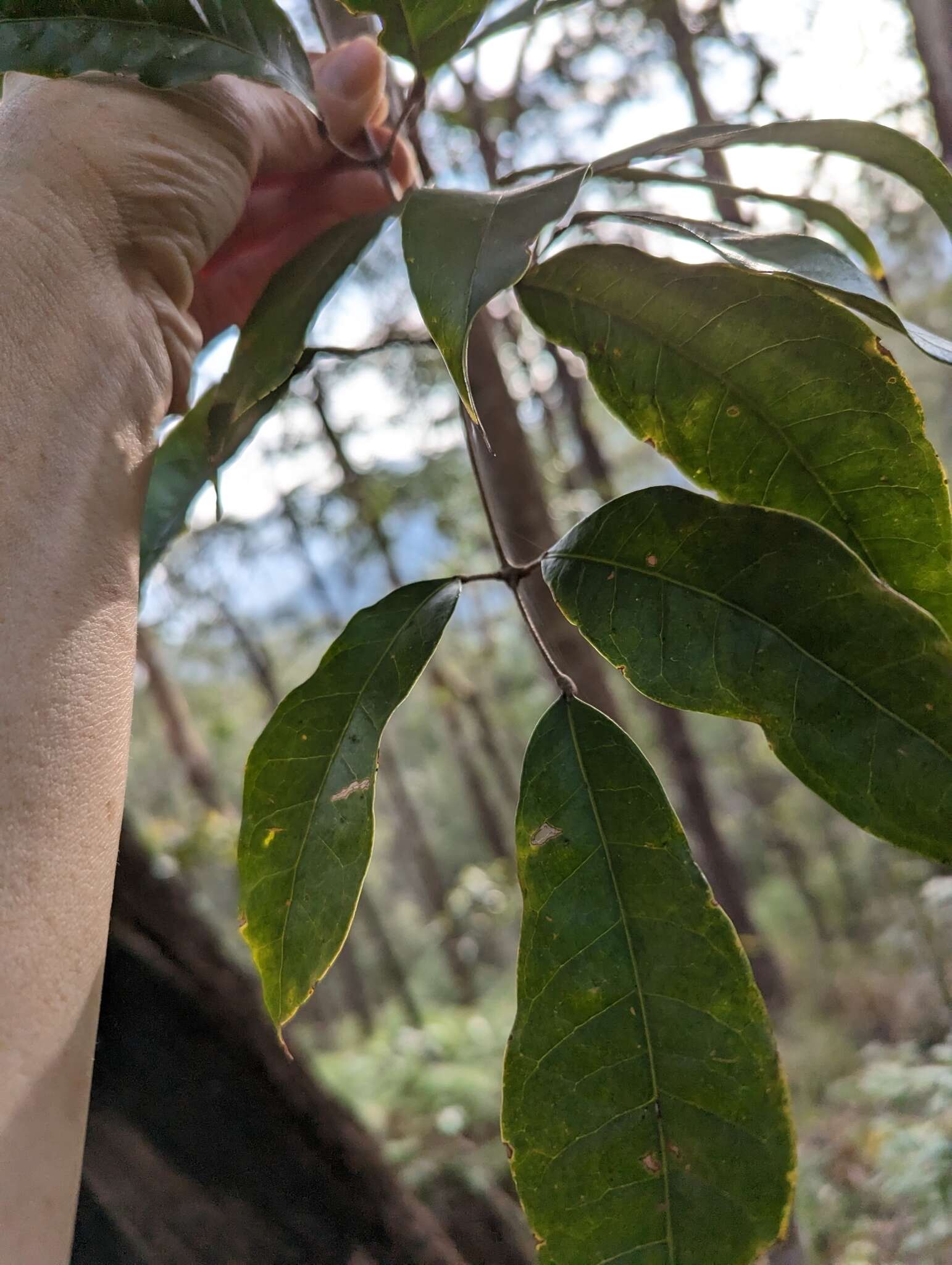 Image of Canarium australasicum (F. M. Bailey) Leenh.