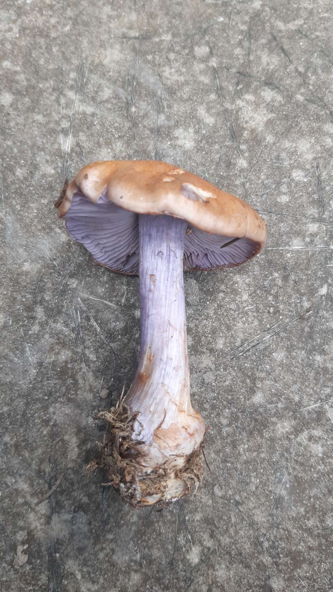 Imagem de Cortinarius riederi (Weinm.) Fr. 1838