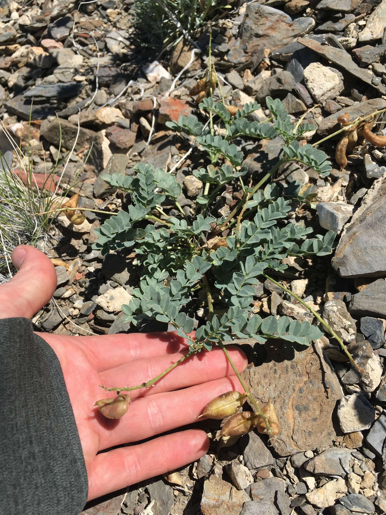 صورة Astragalus cimae var. sufflatus Barneby