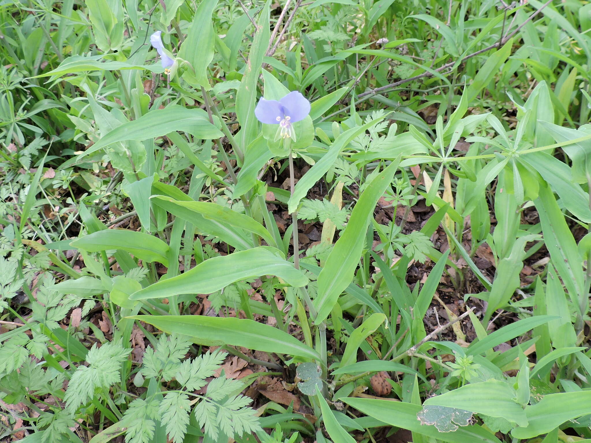 Image de Tinantia anomala (Torr.) C. B. Clarke