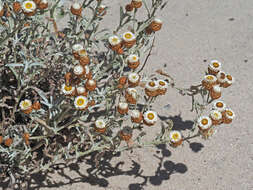 Image of Helichrysum cochleariforme DC.