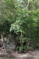 Image of Heptapleurum actinophyllum (Endl.) Lowry & G. M. Plunkett