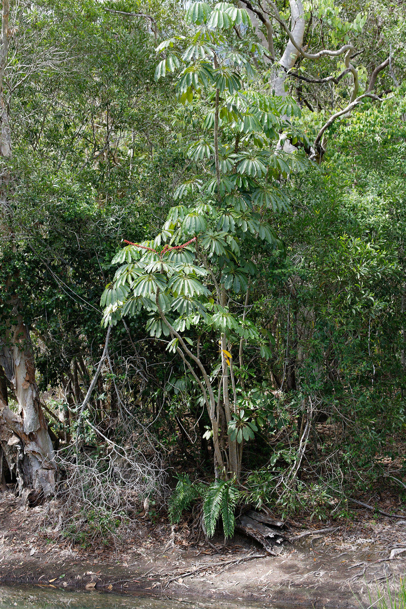 Heptapleurum actinophyllum (Endl.) Lowry & G. M. Plunkett resmi