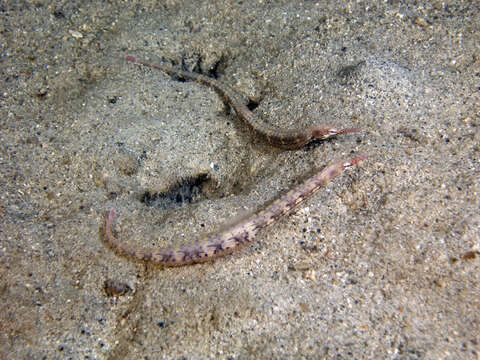 Image of Bloodspot pipefish