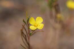 Imagem de Camissonia campestris subsp. obispoensis Raven