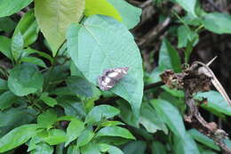 Image of Scalloped False Sailor