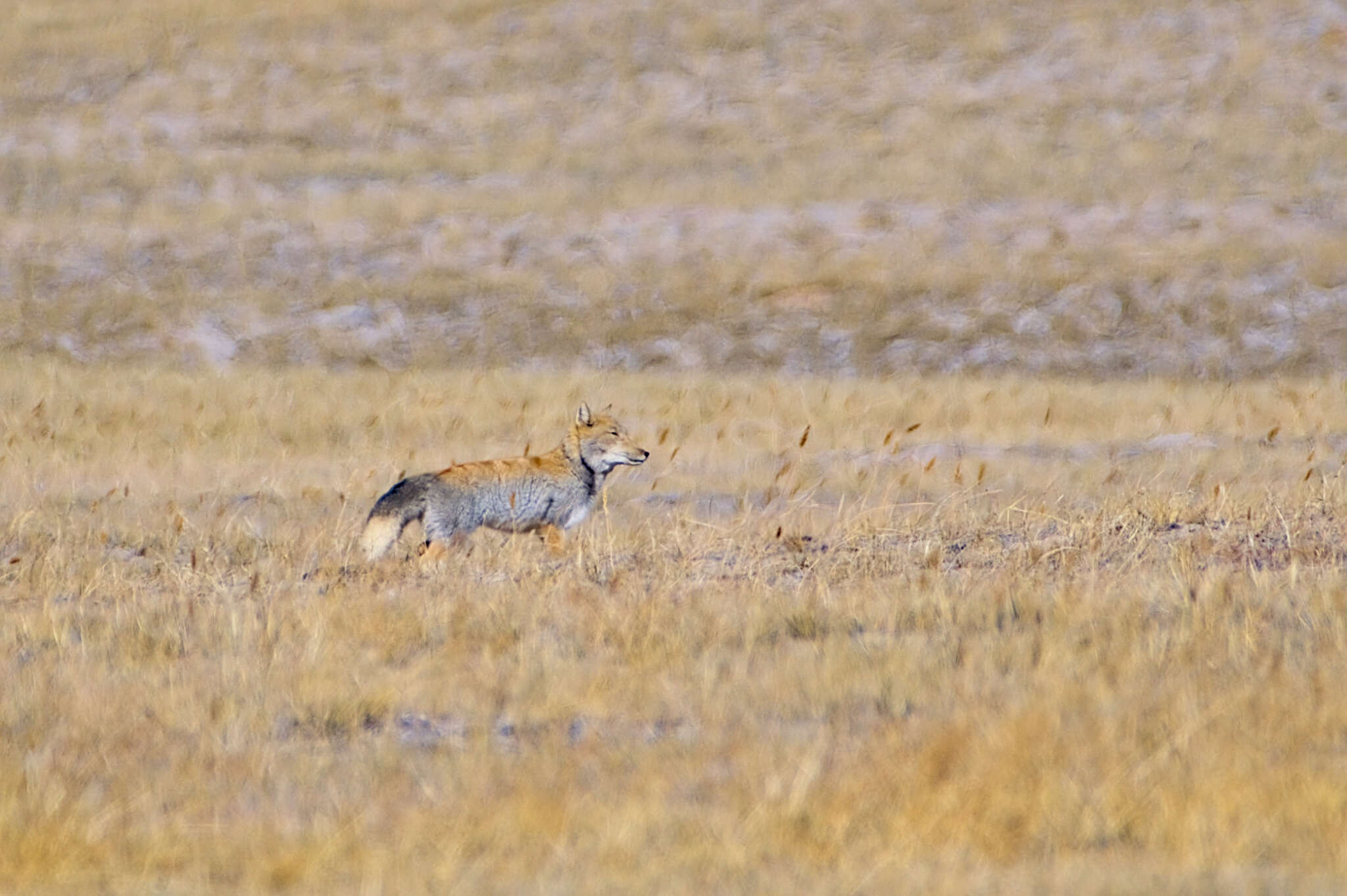 Image of Tibetan Fox