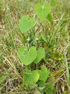 Image de Aristolochia ringens Vahl