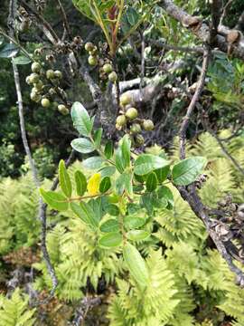 Image of Zanthoxylum mayu Bert.