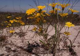 Image of Steirodiscus tagetes (L.) Schltr.