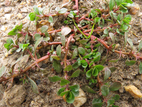 Image of common purslane