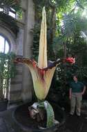 Amorphophallus titanum (Becc.) Becc. resmi