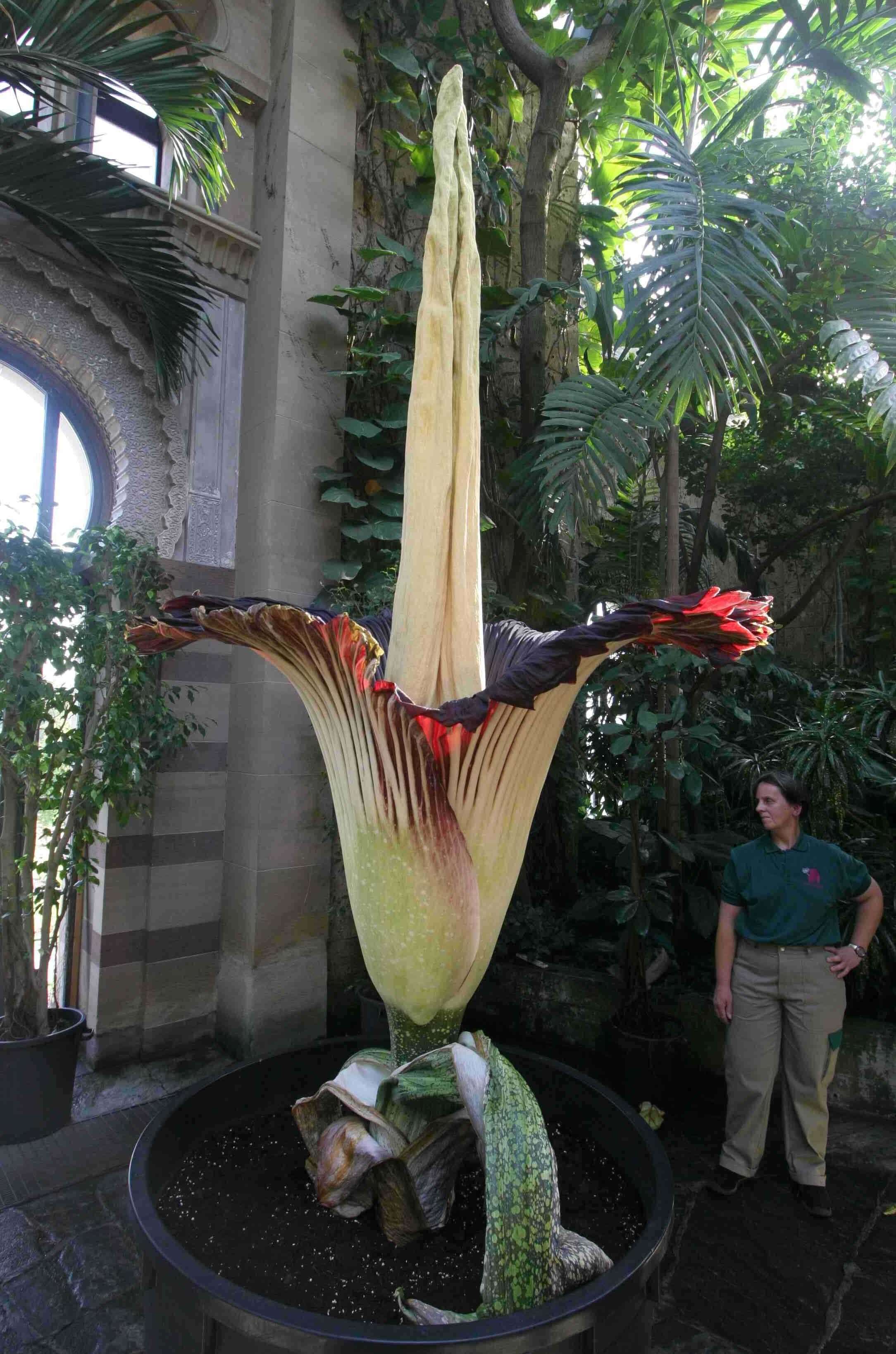 Image of Titan arum