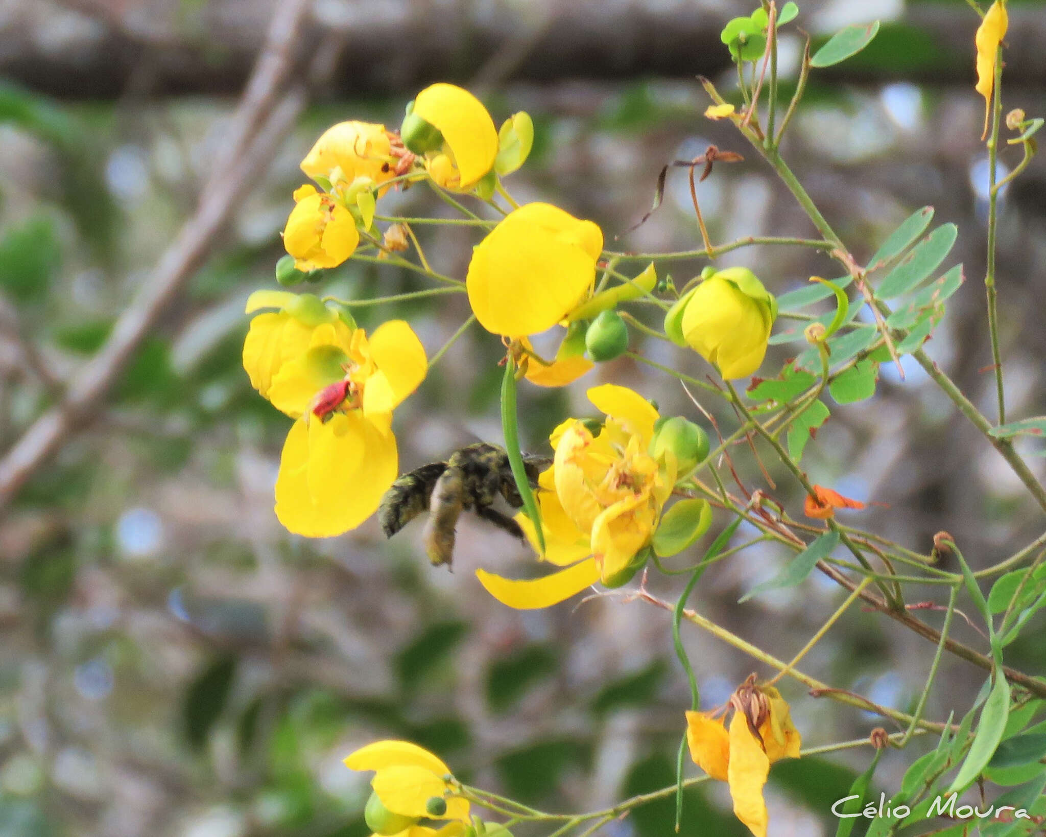 Слика од Senna trachypus (Benth.) H. S. Irwin & Barneby