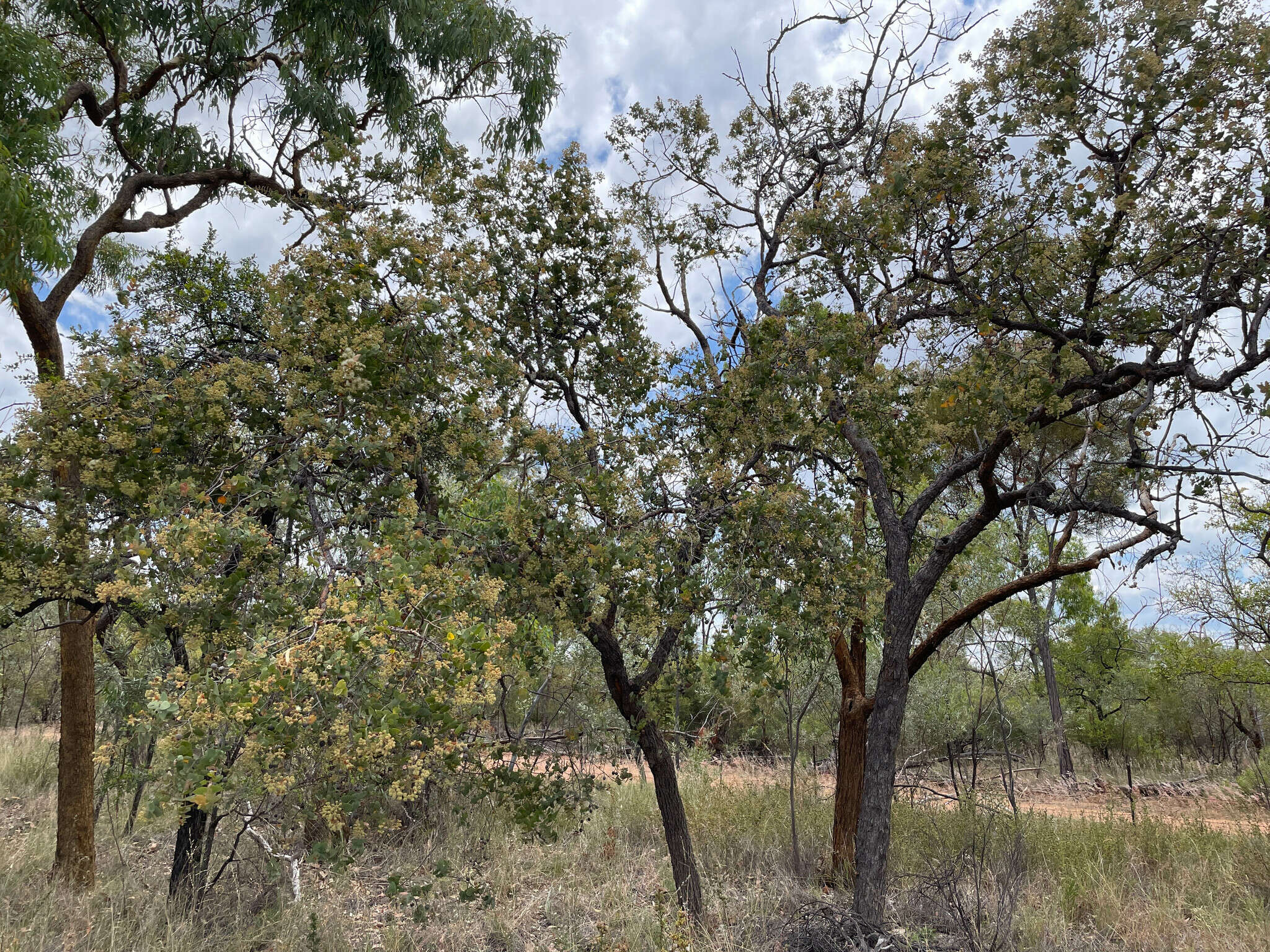 صورة Corymbia setosa (Schauer) K. D. Hill & L. A. S. Johnson