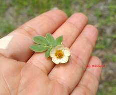 Image of Kallstroemia rosei Rydb.