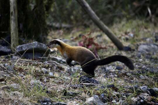 Image of Formosan yellow-throated marten