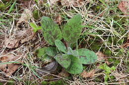 Imagem de Hieracium maculatum Schrank