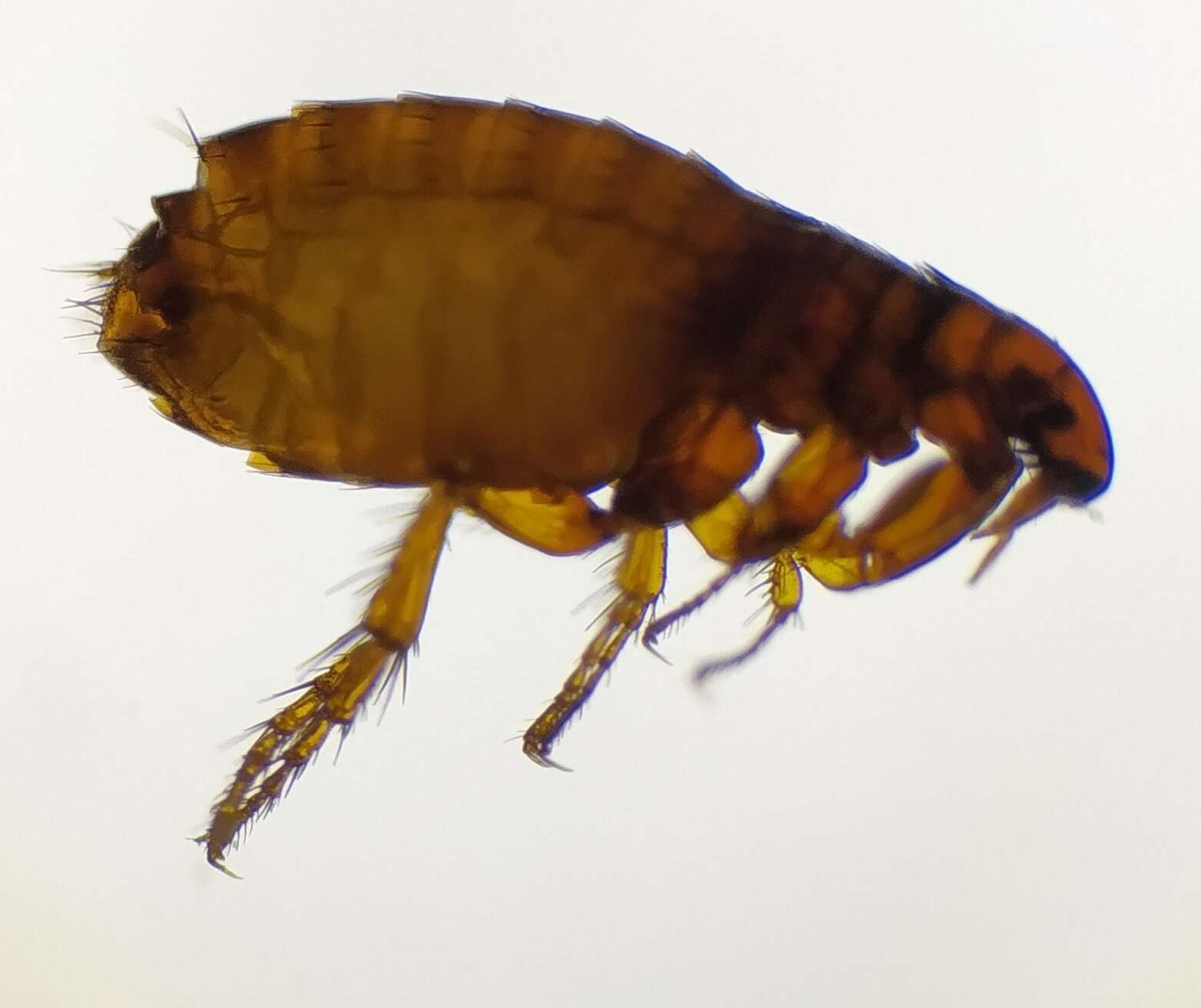 Ctenocephalides resmi