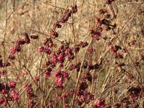 Sivun Symphoricarpos orbiculatus Moench kuva