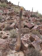 Image of Pachypodium namaquanum (Wyley ex Harv.) Welw.