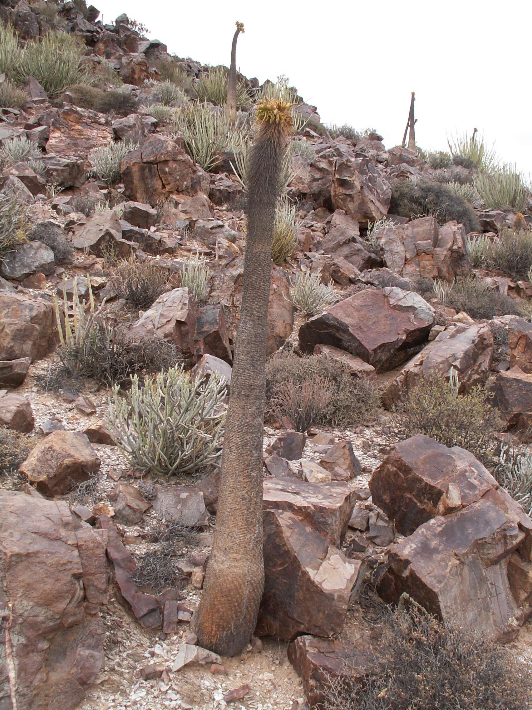 Image of Pachypodium namaquanum (Wyley ex Harv.) Welw.