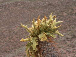 Image of Pachypodium namaquanum (Wyley ex Harv.) Welw.