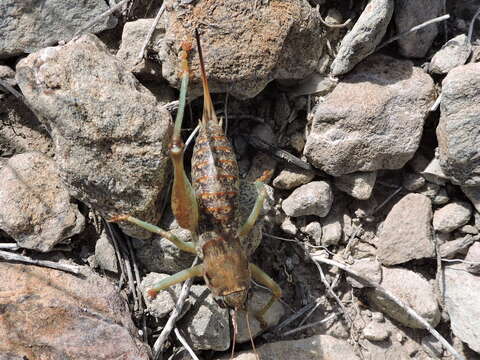 Image of Pediodectes tinkhami Hebard 1934