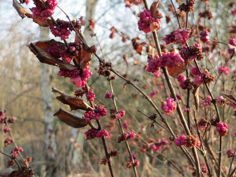 Sivun Symphoricarpos orbiculatus Moench kuva