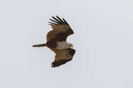 Image of Brahminy Kite