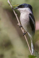 Image of Flycatcher-shrike