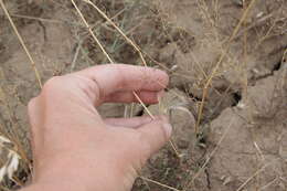 Image of corn brome