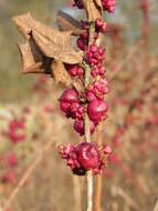 Image of coralberry