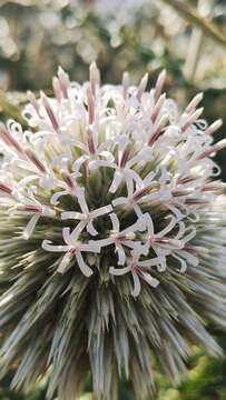 Image of Echinops sahyadricus