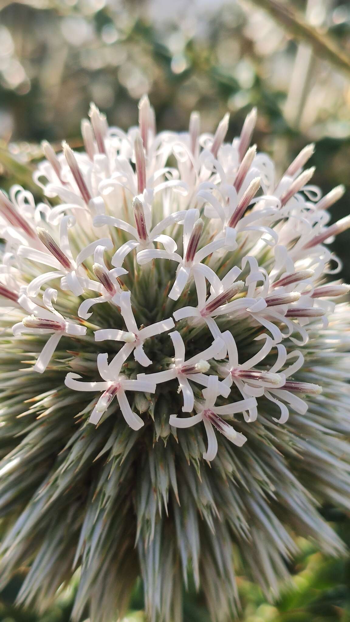 Imagem de Echinops sahyadricus