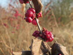 Sivun Symphoricarpos orbiculatus Moench kuva